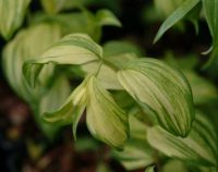 Yellow variegated green foliage